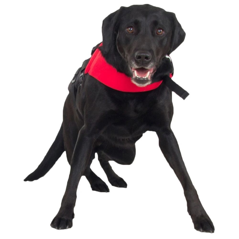 NRS Watersports (Discontinued) CFD Dog Life Jacket 3 NRS Watersports (Discontinued) CFD Dog Life Jacket - Image 3